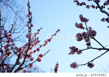 梅　八重旭（神奈川県：大倉山公園） 87919985