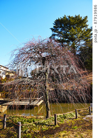 梅 淡路枝垂(神奈川県:大倉山公園) 梅 淡路枝垂(神奈川県:大倉山公園) 87919986