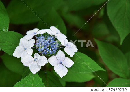 紫陽花 87920230