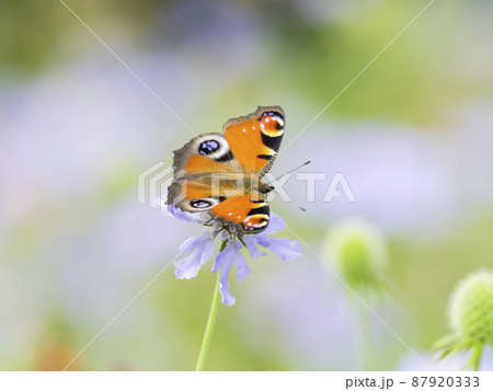 マツムシソウにとまるクジャクチョウ マツムシソウにとまるクジャクチョウ 87920333