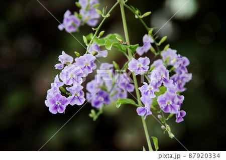 デュランタ デュランタ 87920334