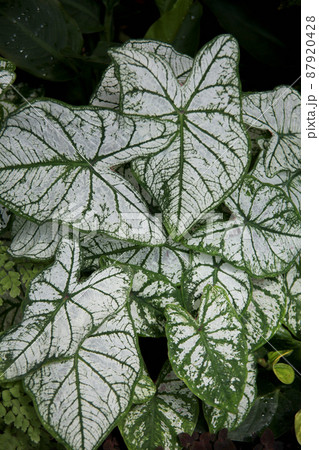 カラジウム 87920428