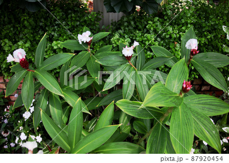 フクジンソウ フクジンソウ 87920454