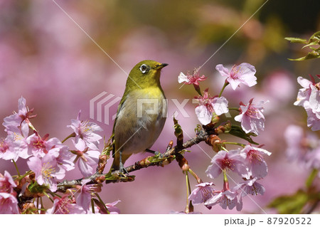 満開の河津桜と嘴周辺に花粉が付いたメジロ 87920522