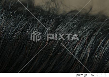 Close up of the mane of a black horse Close up of the mane of a black horse 87920606