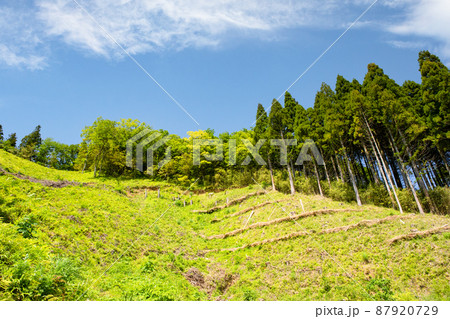 中国山地の綺麗な風景をご覧ください。植林管理された自然保護の現場でもあります。島根県 87920729