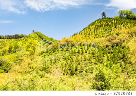 中国山地の綺麗な風景をご覧ください。植林管理された自然保護の現場でもあります。島根県 中国山地の綺麗な風景をご覧ください。植林管理された自然保護の現場でもあります。島根県 87920733