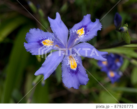 日陰に咲くシャガの花 87920775