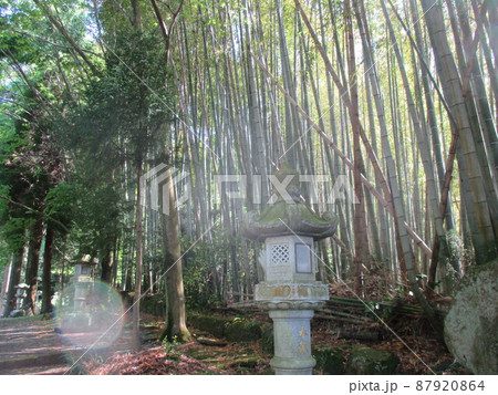 熊本県阿蘇市一の宮町手野に鎮座する国造神社の参道脇にある竹林 熊本県阿蘇市一の宮町手野に鎮座する国造神社の参道脇にある竹林 87920864