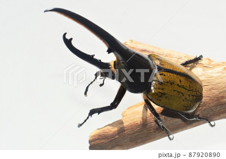 ヘラクレスオオカブトのヘラクレスヘラクレス木の上で　白背景 87920890