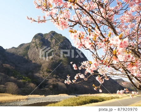 静岡県　城山と城山桜（河津桜）3月 87920970