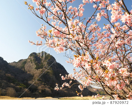 静岡県　城山と城山桜（河津桜）3月 87920972