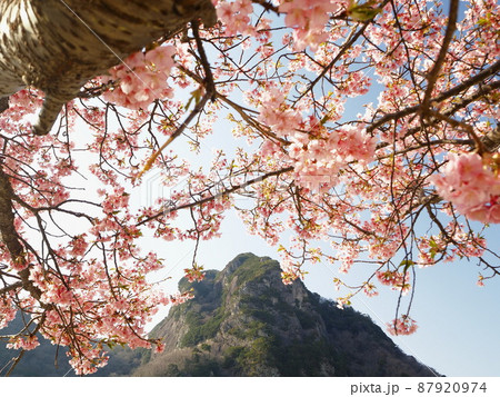 静岡県 城山と城山桜(河津桜)3月 静岡県 城山と城山桜(河津桜)3月 87920974