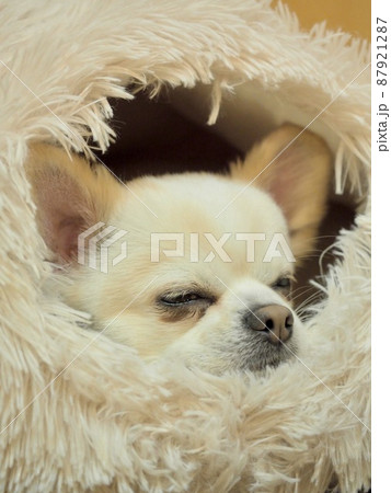 チワワ 犬 ペット ブーム チワワ 犬 ペット ブーム 87921287