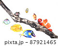 南の海の子魚 87921465