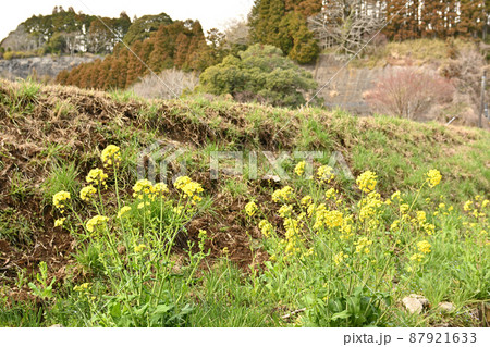 千葉・房総の菜の花 87921633
