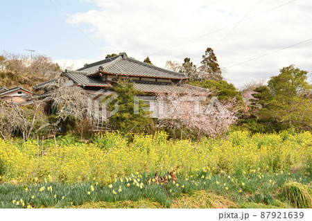 千葉・房総の菜の花 87921639