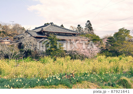 千葉・房総の菜の花 87921641