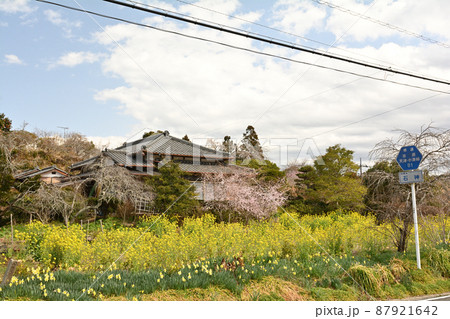 千葉・房総の菜の花 87921642