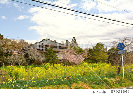 千葉・房総の菜の花 87921643