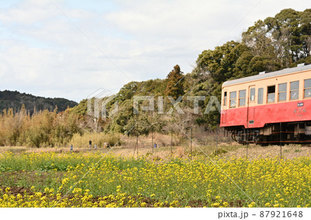 千葉・房総の菜の花 87921648