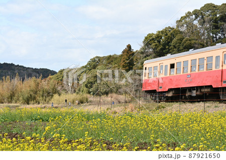 千葉・房総の菜の花 87921650