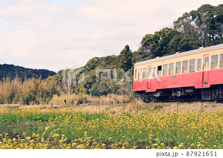 千葉・房総の菜の花 千葉・房総の菜の花 87921651