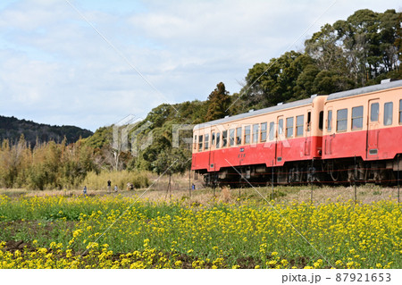 千葉・房総の菜の花 87921653