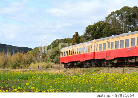 千葉・房総の菜の花 千葉・房総の菜の花 87921654