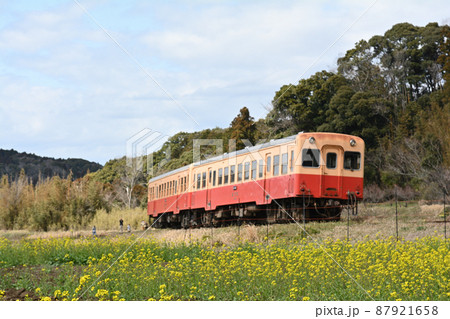 千葉・房総の菜の花 千葉・房総の菜の花 87921658