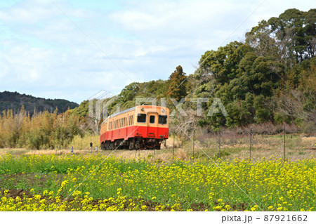 千葉・房総の菜の花 87921662
