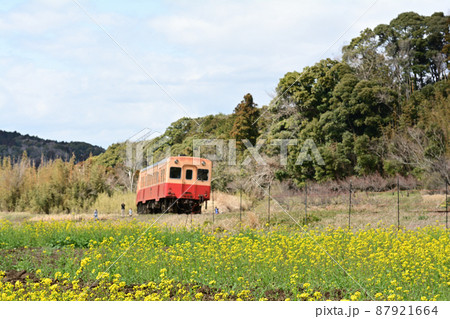 千葉・房総の菜の花 千葉・房総の菜の花 87921664