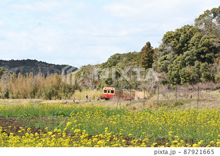 千葉・房総の菜の花 87921665