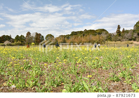 千葉・房総の菜の花 87921673