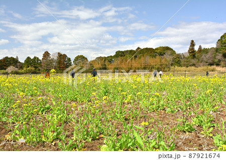 千葉・房総の菜の花 87921674