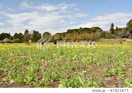 千葉・房総の菜の花 千葉・房総の菜の花 87921675