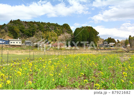 千葉・房総の菜の花 87921682