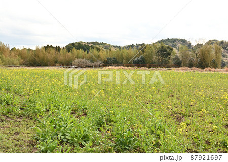 千葉・房総の菜の花 87921697