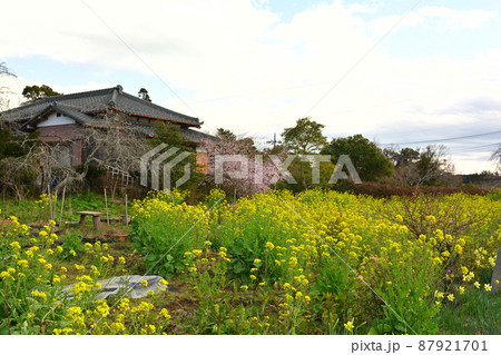 千葉・房総の菜の花 千葉・房総の菜の花 87921701