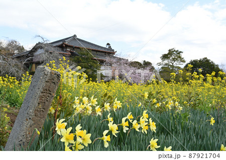 千葉・房総の菜の花 87921704