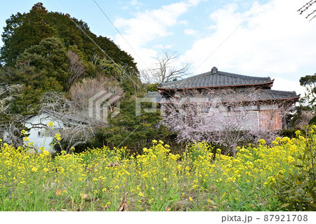 千葉・房総の菜の花 千葉・房総の菜の花 87921708