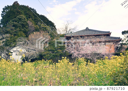 千葉・房総の菜の花 87921710