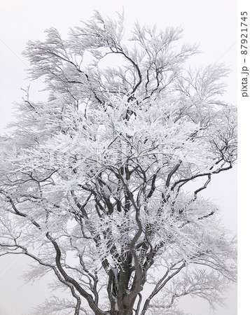 霧氷 87921745