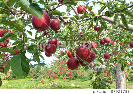 【青森県弘前市りんご】岩木山麓津軽の秋、りんご園は収穫中 【青森県弘前市りんご】岩木山麓津軽の秋、りんご園は収穫中 87921788