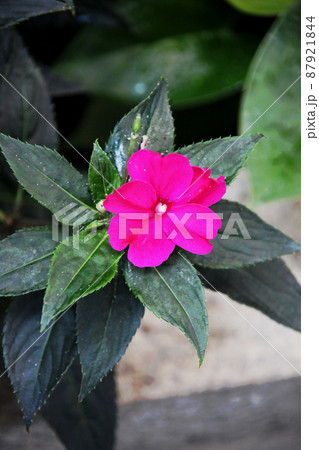 サンパチェンス 87921844