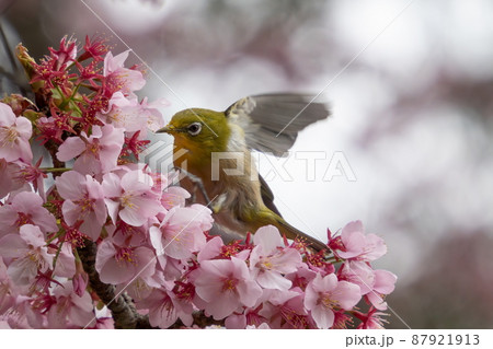 満開の桜の木にとまっている可愛いメジロの写真素材