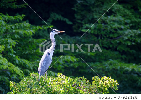 Grey heron on the tree. Wild wading bird with long legs and beak 87922128