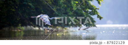 Gray heron flies over the water. Wild marsh bird 87922129