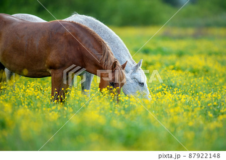 White and brown horse on field of yellow flowers 87922148