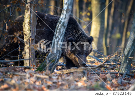 Wild Brown Bear in the forest. Animal in natural habitat. Wildlife scene 87922149